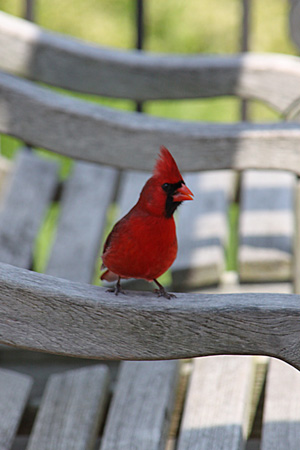 Cardinal