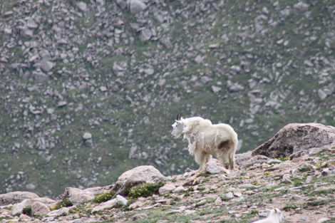 Mountain goats