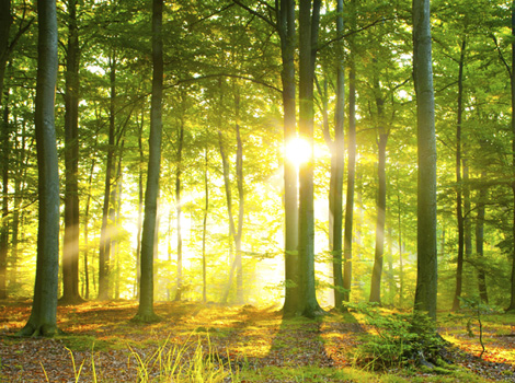 Forest for the Trees